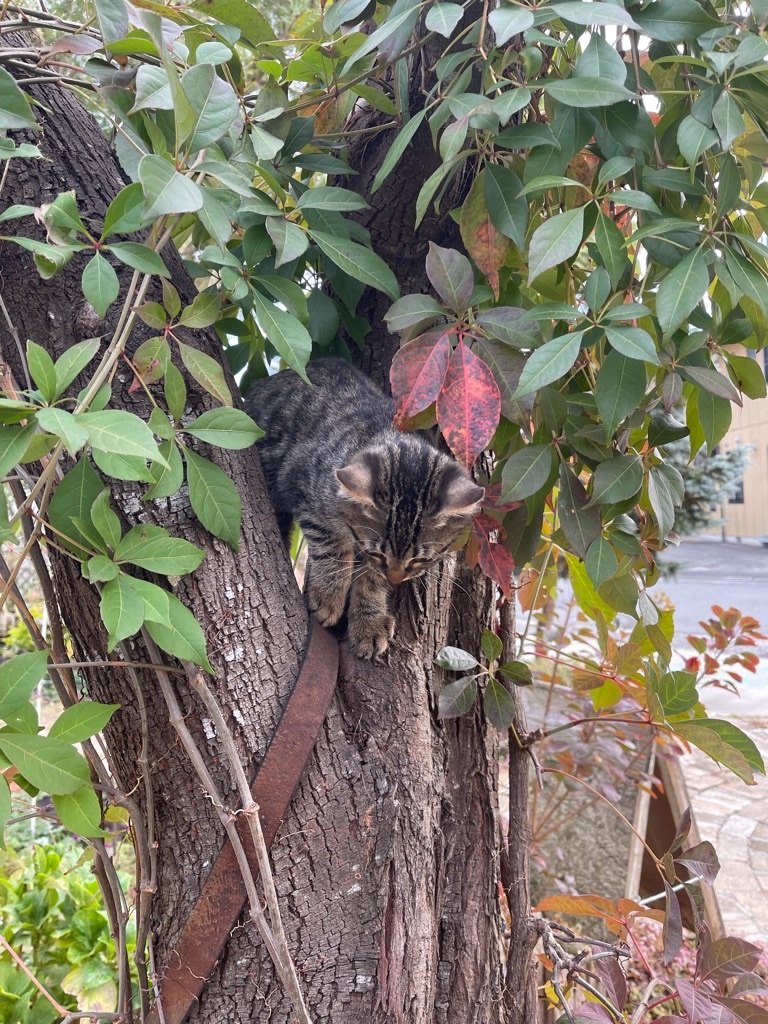 f:id:zappa38:20211123193449j:image f:id:zappa38:20211123193449j:image