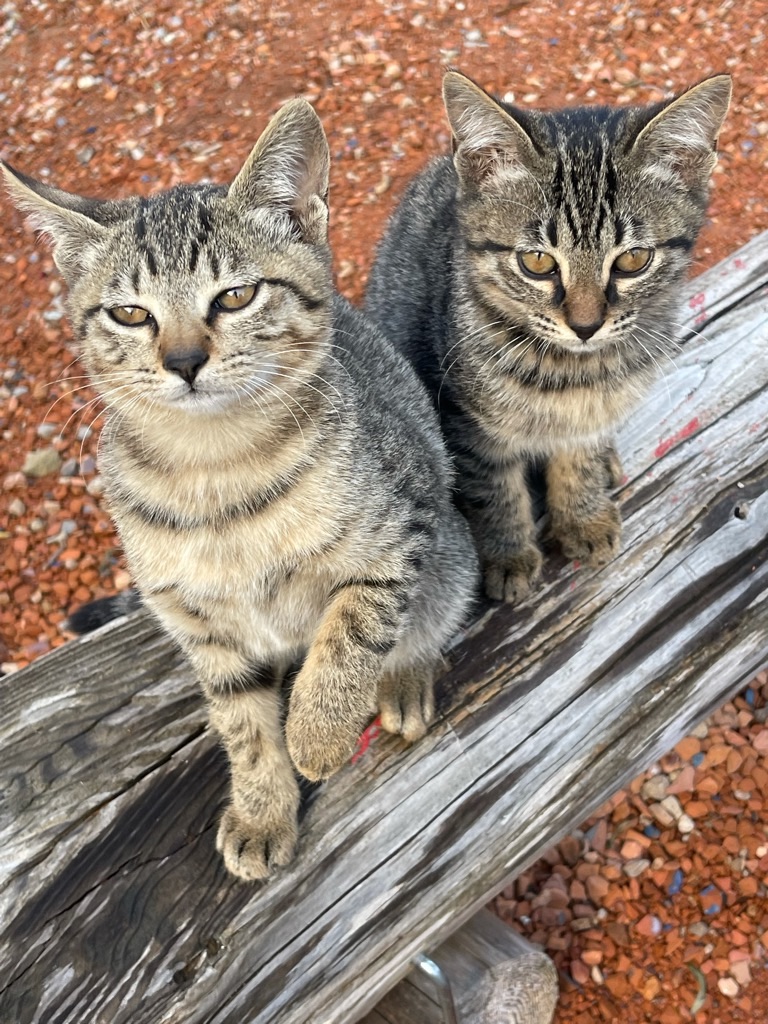 f:id:zappa38:20211123193651j:image f:id:zappa38:20211123193651j:image