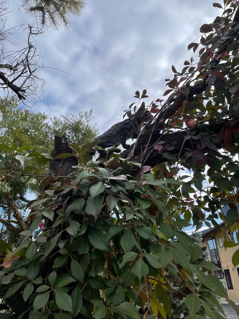 f:id:zappa38:20211123193713j:image f:id:zappa38:20211123193713j:image