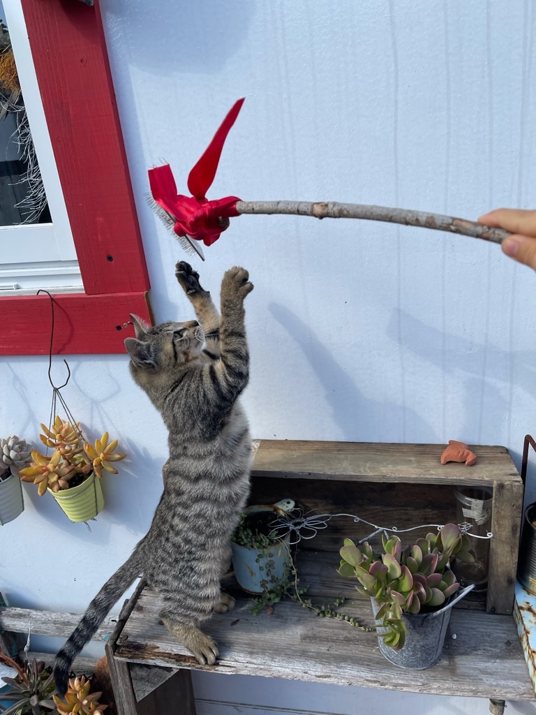 f:id:zappa38:20211123193716j:image f:id:zappa38:20211123193716j:image