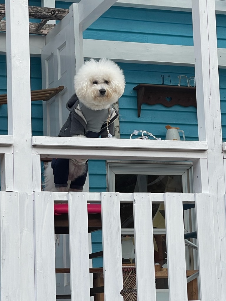 f:id:zappa38:20211123193747j:image f:id:zappa38:20211123193747j:image