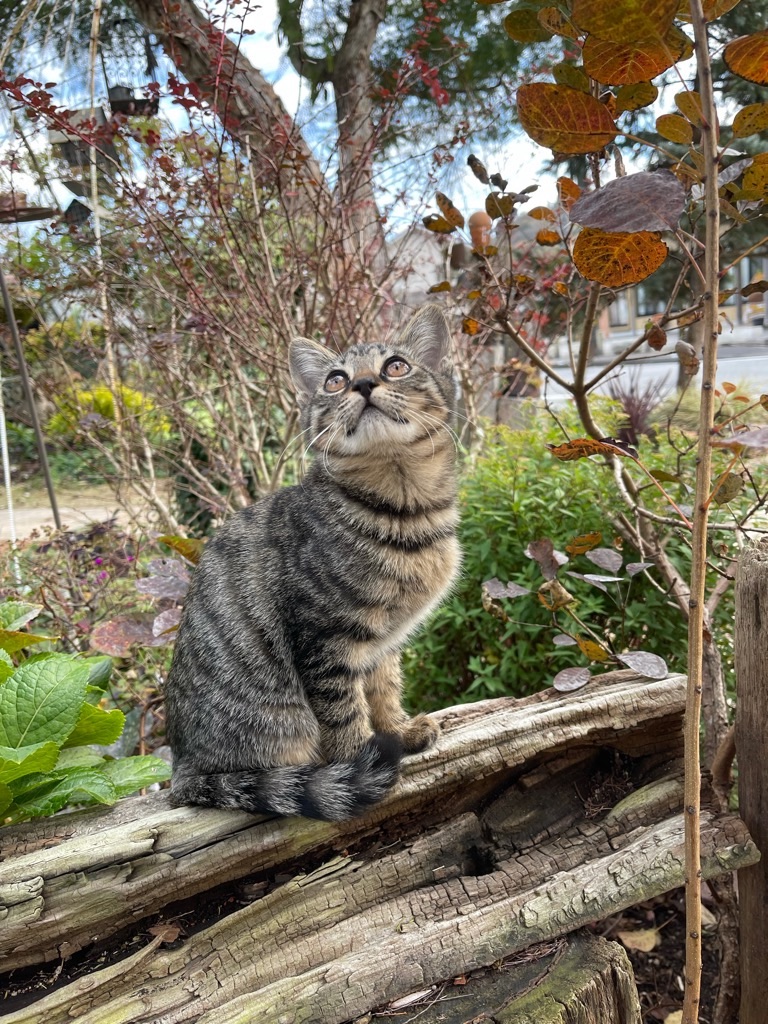 f:id:zappa38:20211123200006j:image f:id:zappa38:20211123200006j:image