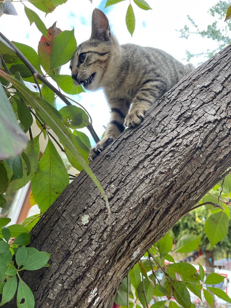 f:id:zappa38:20211123200012j:image f:id:zappa38:20211123200012j:image