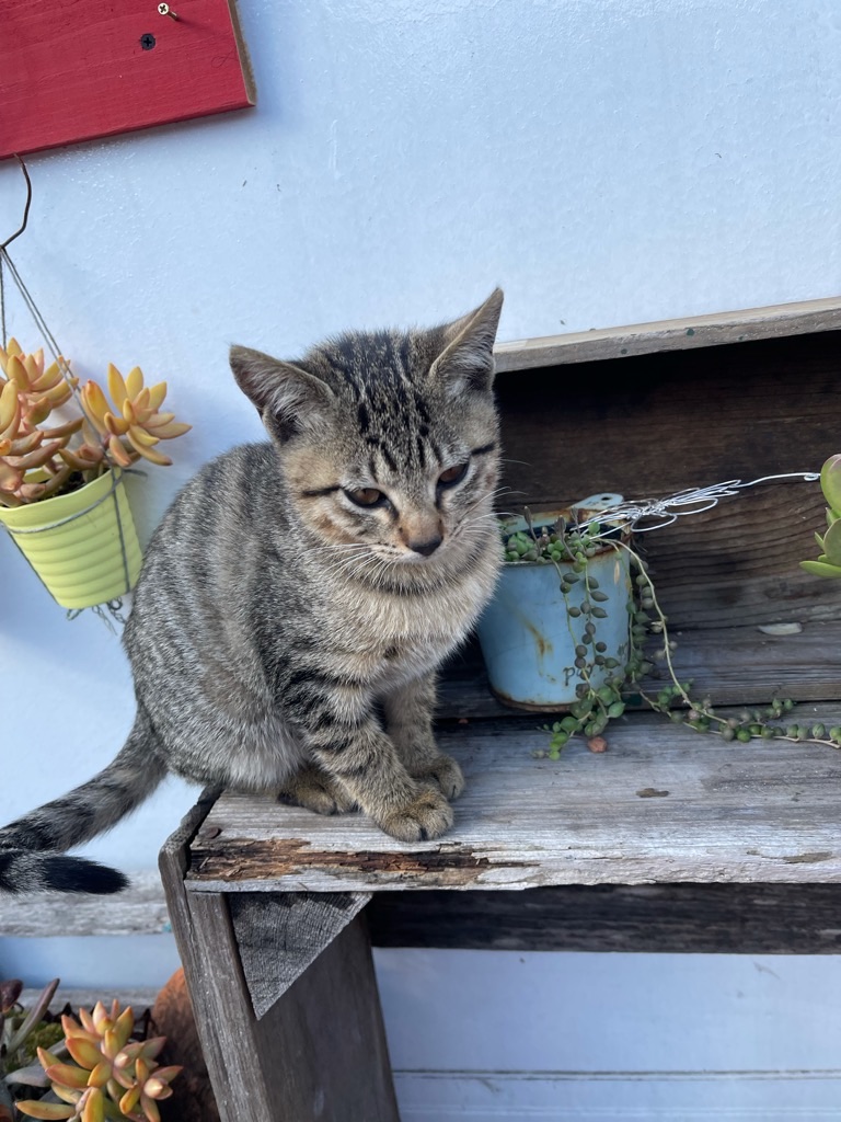 f:id:zappa38:20211123200015j:image f:id:zappa38:20211123200015j:image