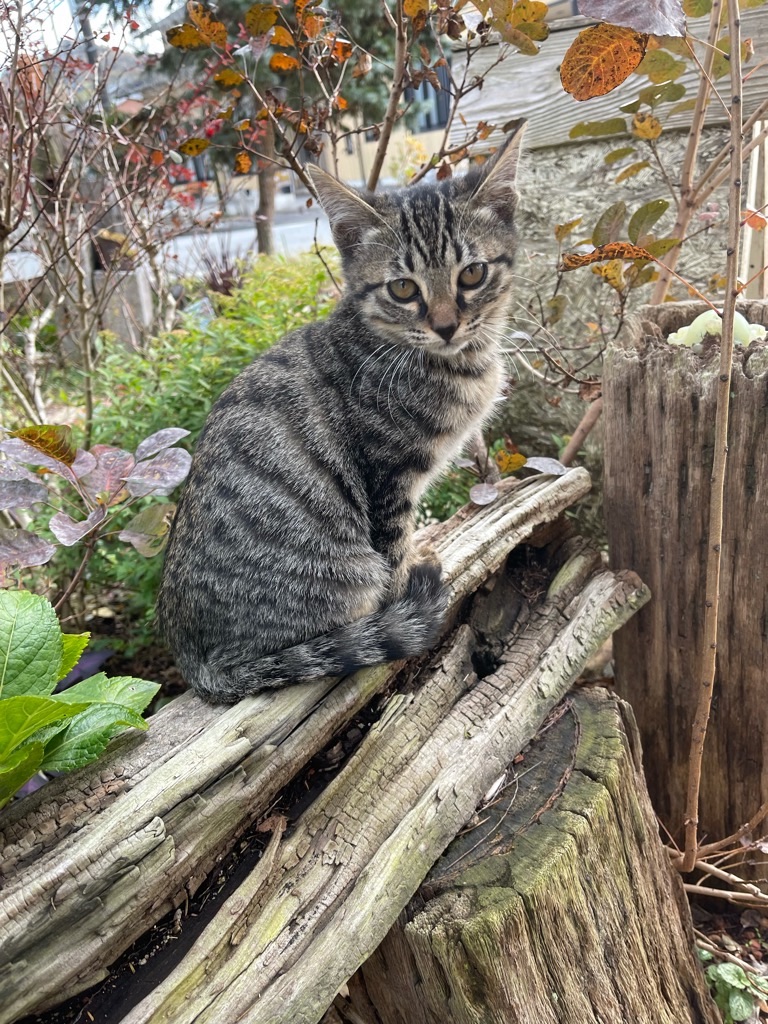 f:id:zappa38:20211123200024j:image f:id:zappa38:20211123200024j:image