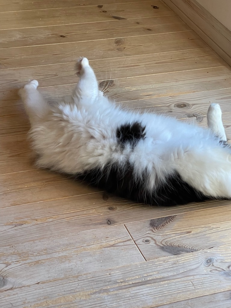 f:id:zappa38:20211128173331j:image