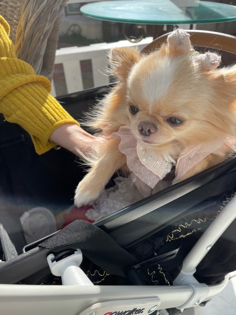 f:id:zappa38:20211128173405j:image