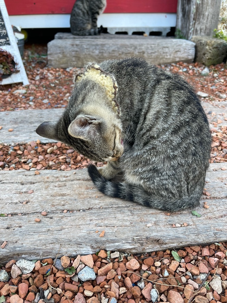 f:id:zappa38:20211129165417j:image f:id:zappa38:20211129165417j:image