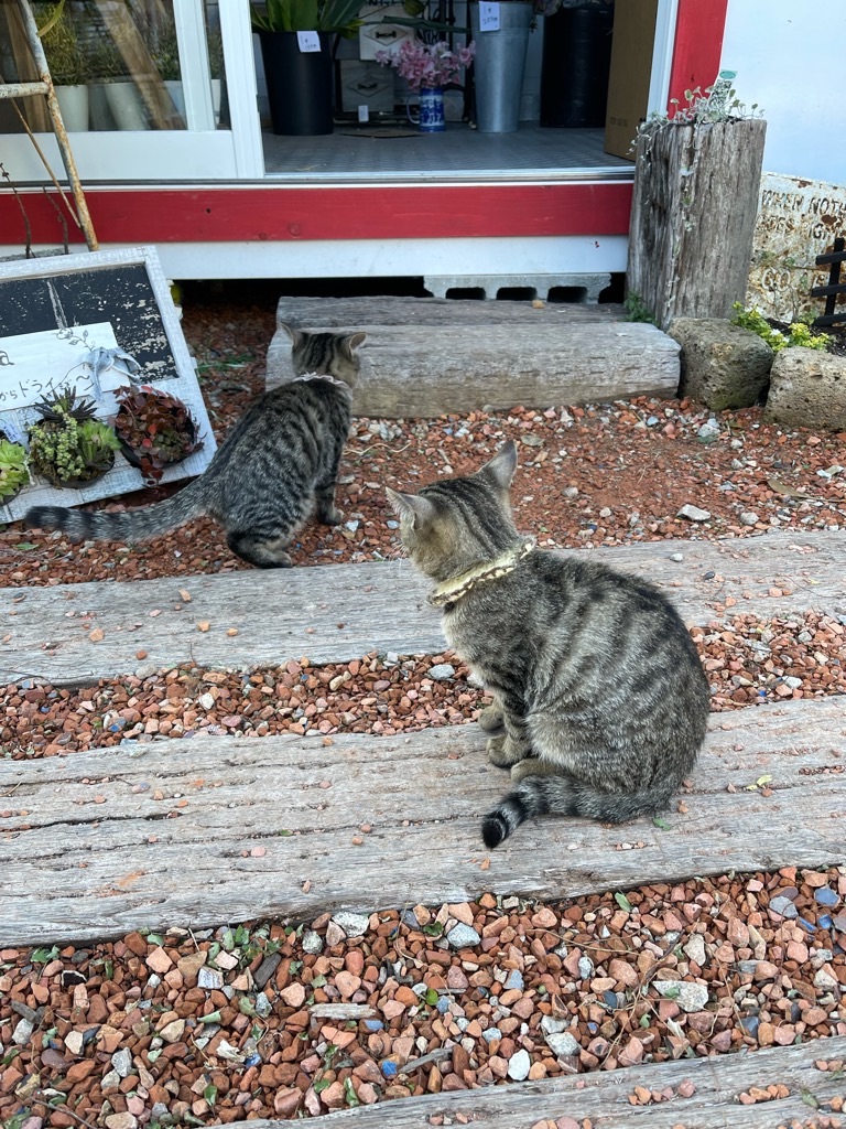 f:id:zappa38:20211129165508j:image f:id:zappa38:20211129165508j:image