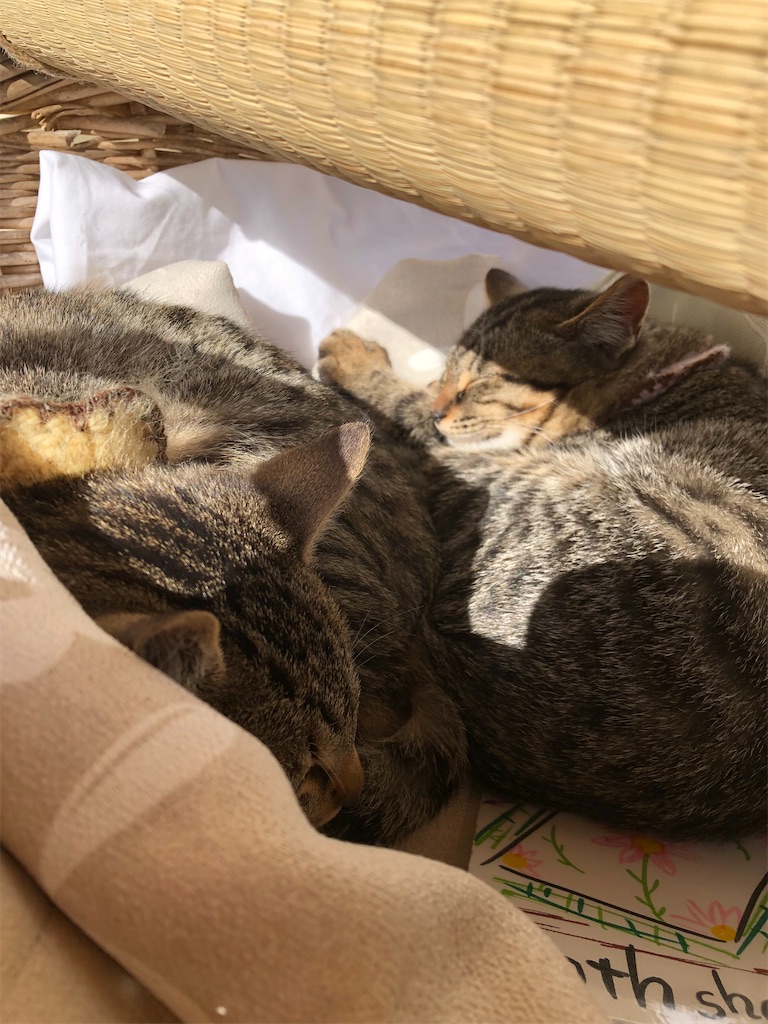 f:id:zappa38:20211205210102j:image