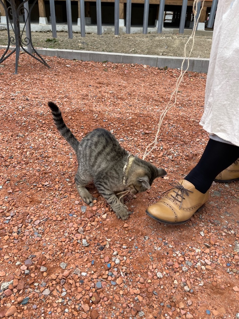 f:id:zappa38:20211208120328j:image f:id:zappa38:20211208120328j:image