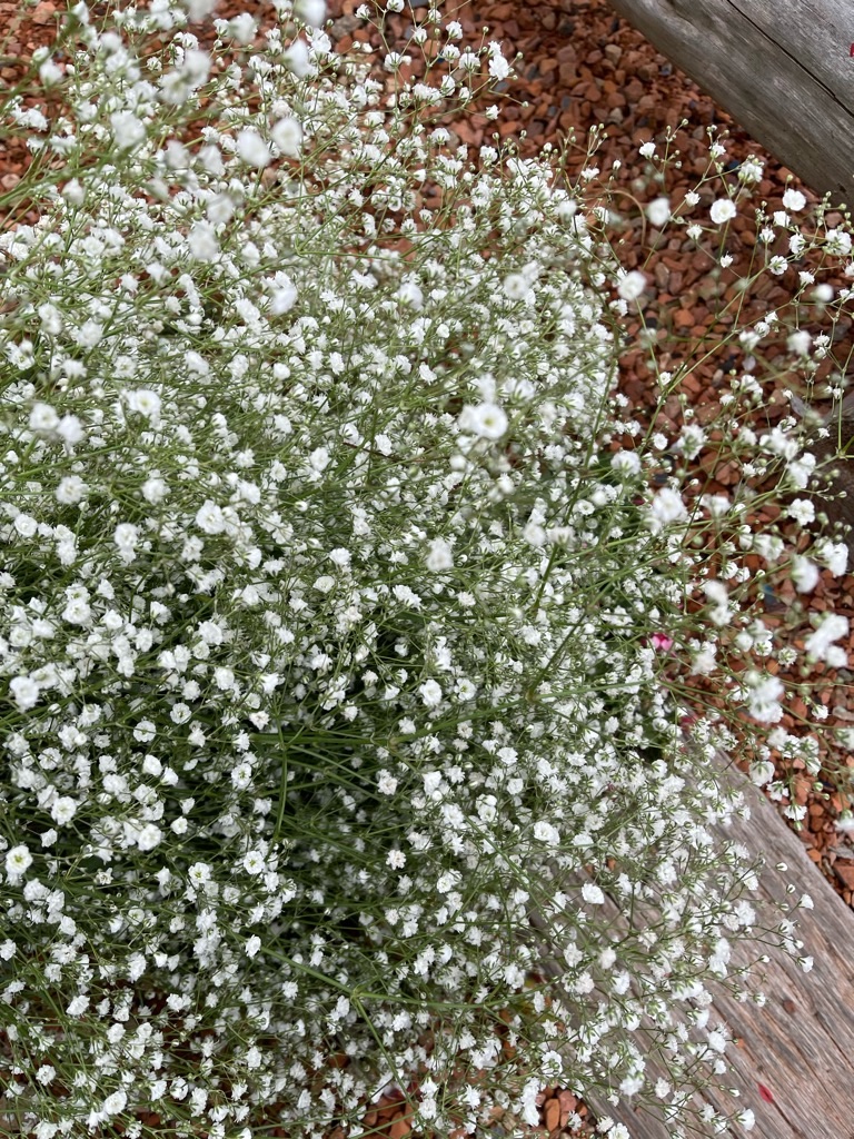 f:id:zappa38:20211208120445j:image f:id:zappa38:20211208120445j:image