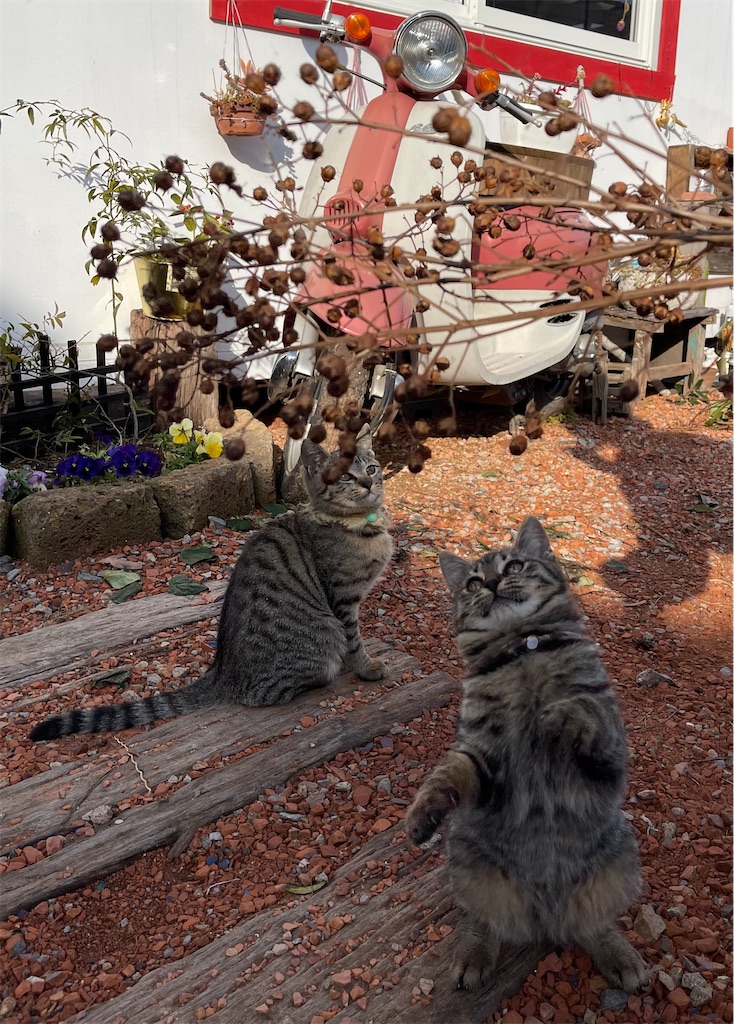 f:id:zappa38:20211217023052j:image f:id:zappa38:20211217023052j:image