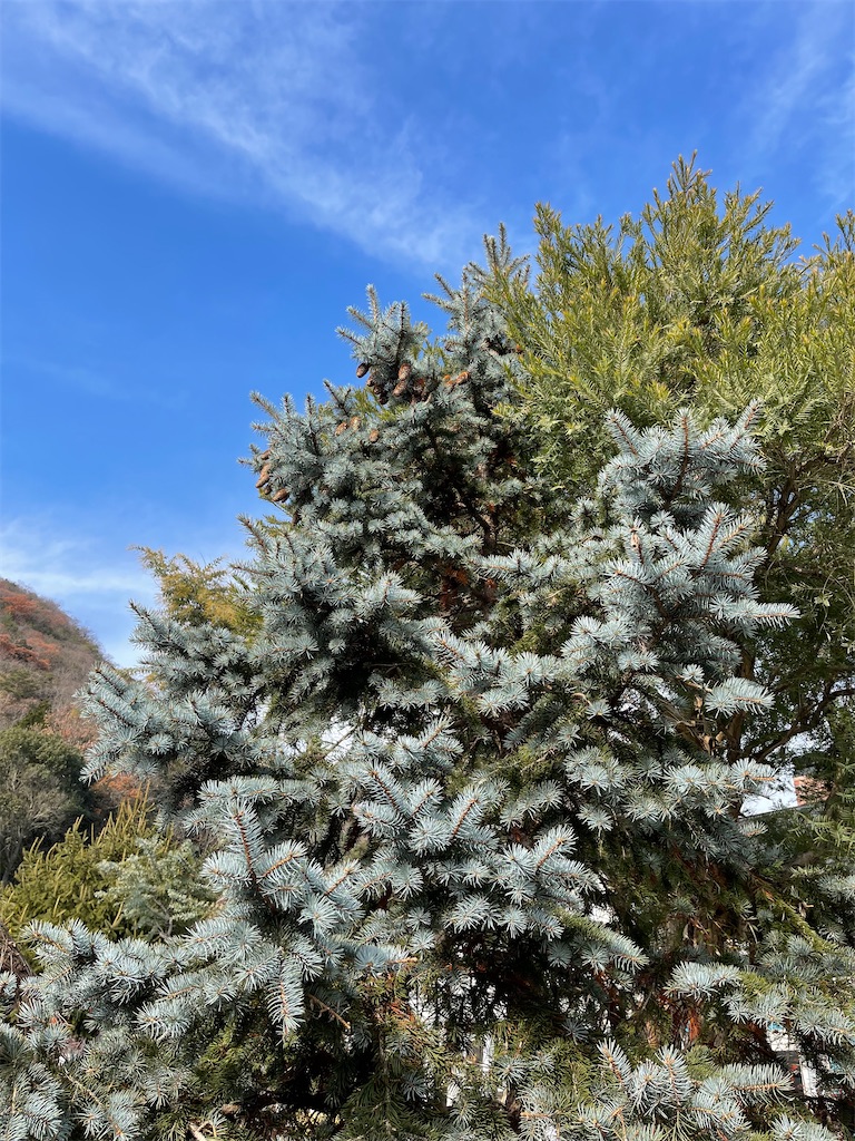 f:id:zappa38:20211217023141j:image f:id:zappa38:20211217023141j:image