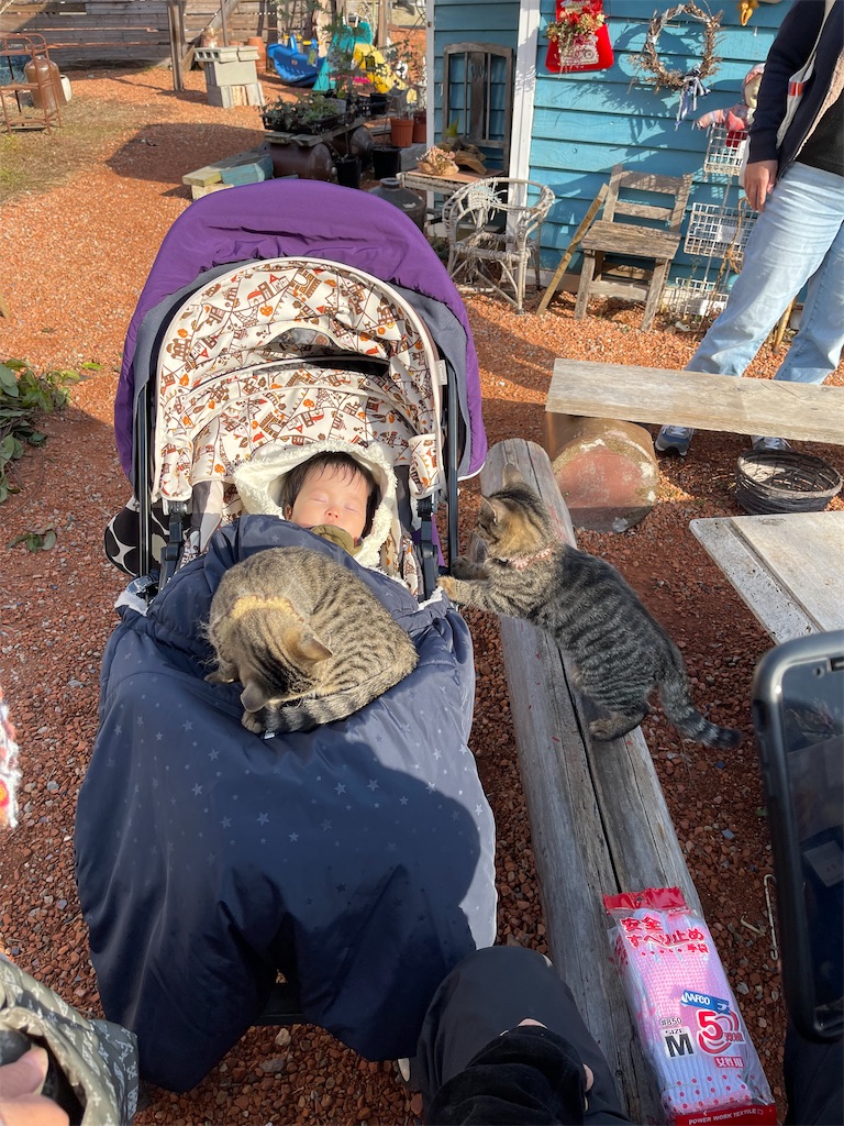 f:id:zappa38:20211217023146j:image f:id:zappa38:20211217023146j:image