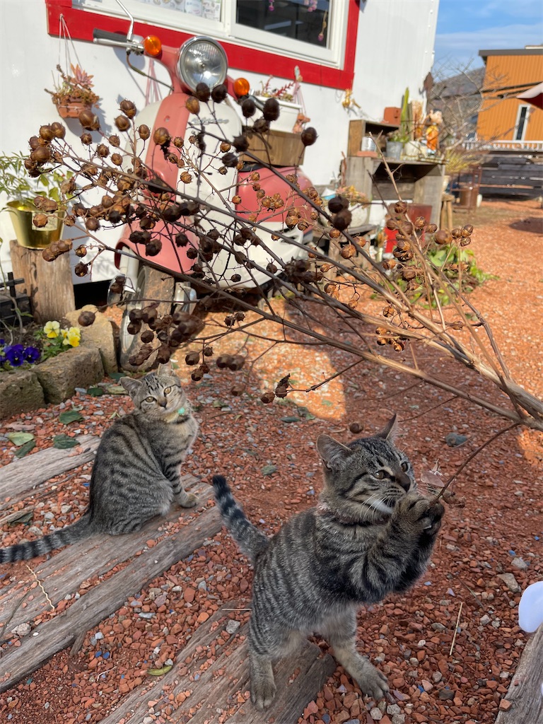 f:id:zappa38:20211217023149j:image f:id:zappa38:20211217023149j:image