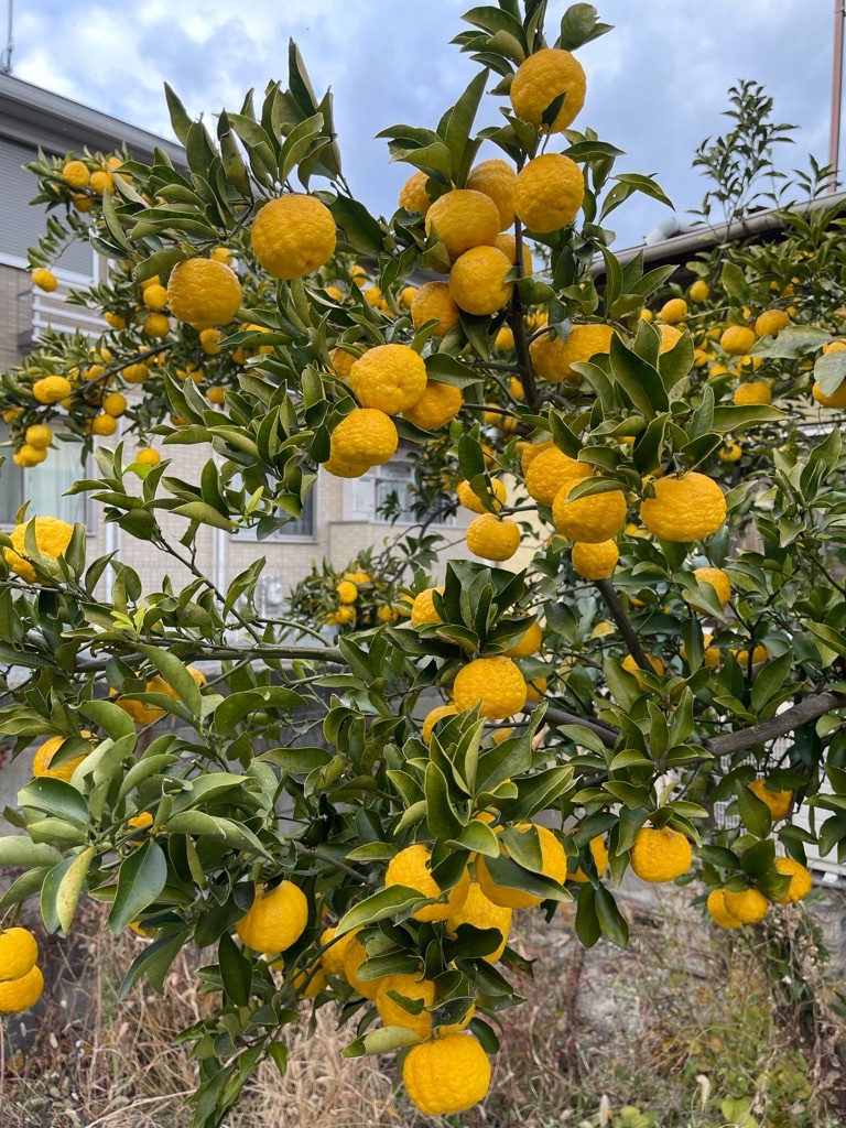 f:id:zappa38:20211217023209j:image f:id:zappa38:20211217023209j:image