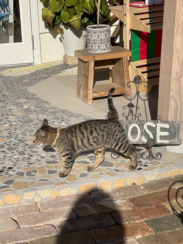 f:id:zappa38:20211218170859j:image f:id:zappa38:20211218170859j:image