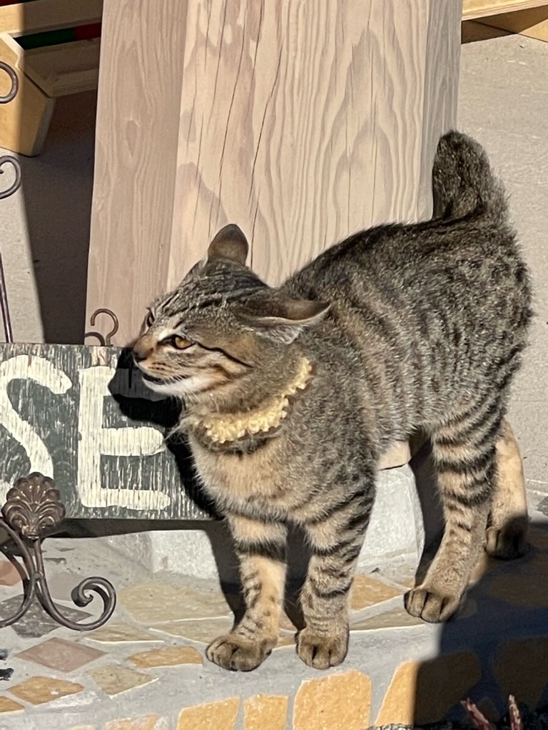 f:id:zappa38:20211218170902j:image f:id:zappa38:20211218170902j:image