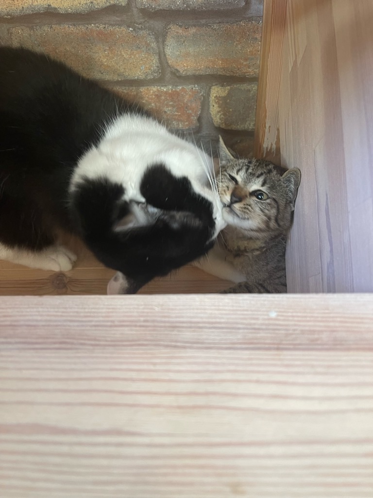 f:id:zappa38:20211218170913j:image f:id:zappa38:20211218170913j:image