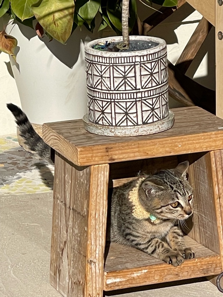 f:id:zappa38:20211218170925j:image f:id:zappa38:20211218170925j:image