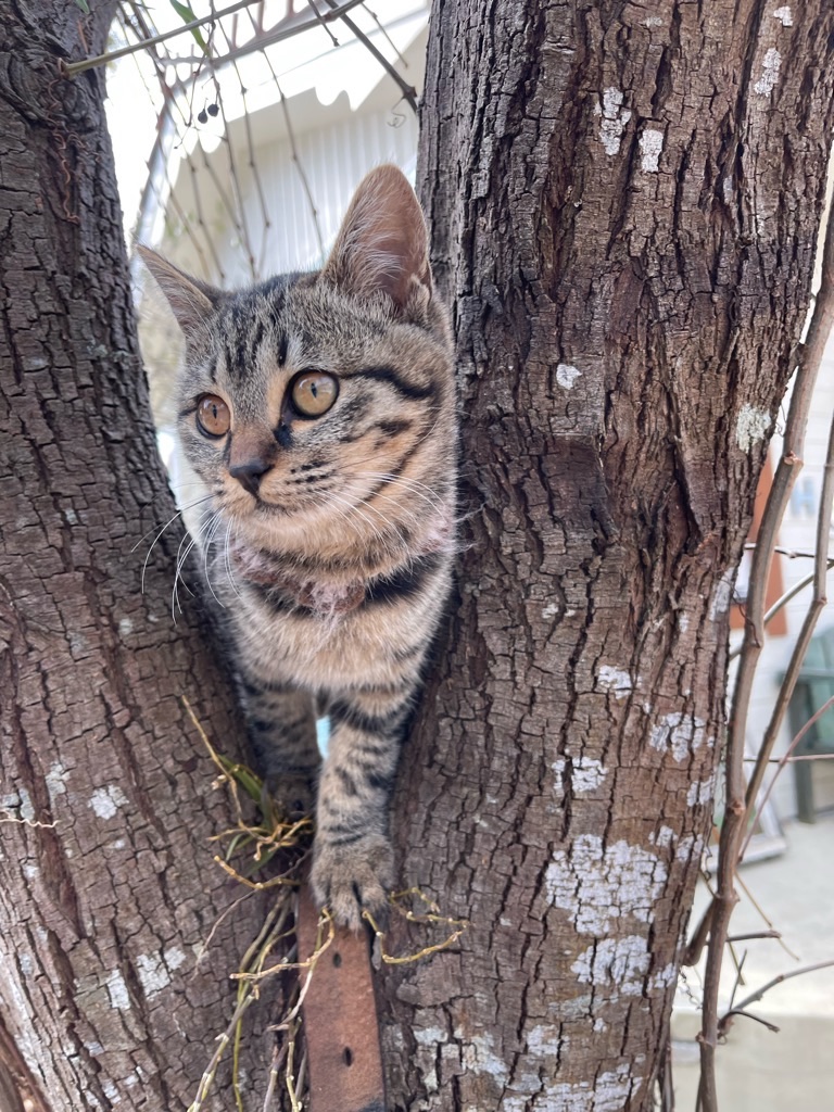 f:id:zappa38:20211229172029j:image f:id:zappa38:20211229172029j:image