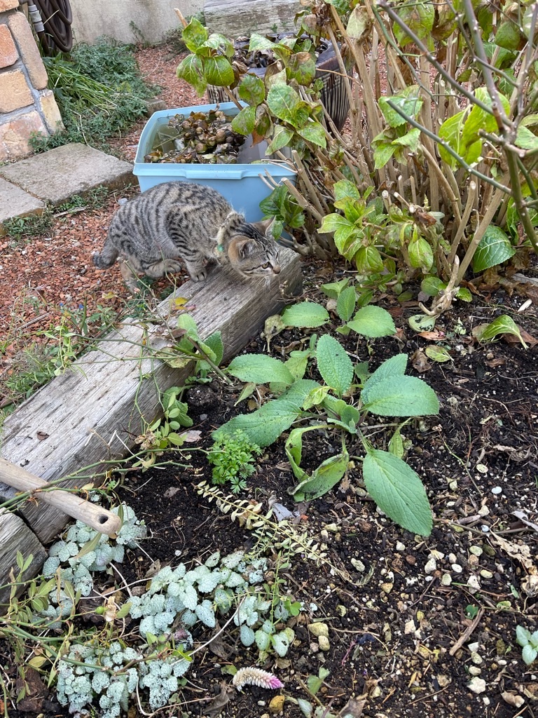 f:id:zappa38:20211229172038j:image f:id:zappa38:20211229172038j:image