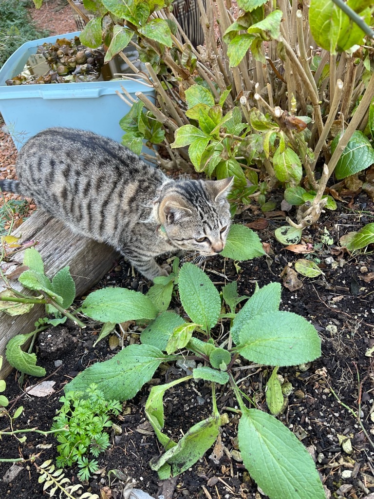 f:id:zappa38:20211229172111j:image f:id:zappa38:20211229172111j:image