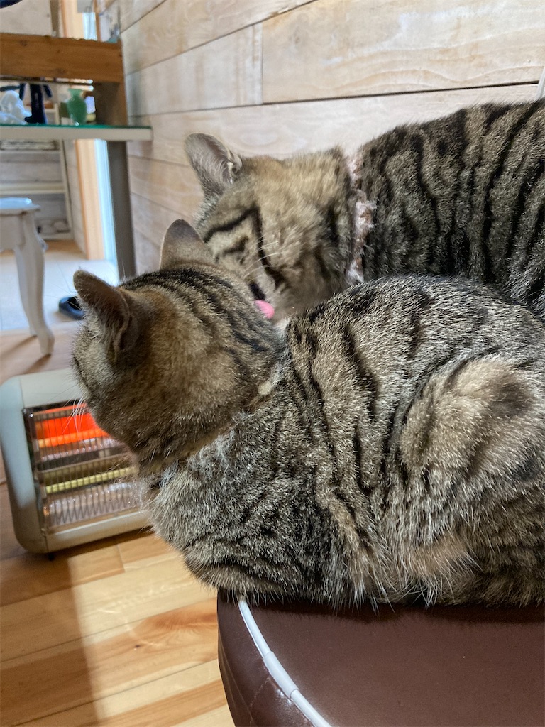 f:id:zappa38:20220108010143j:image