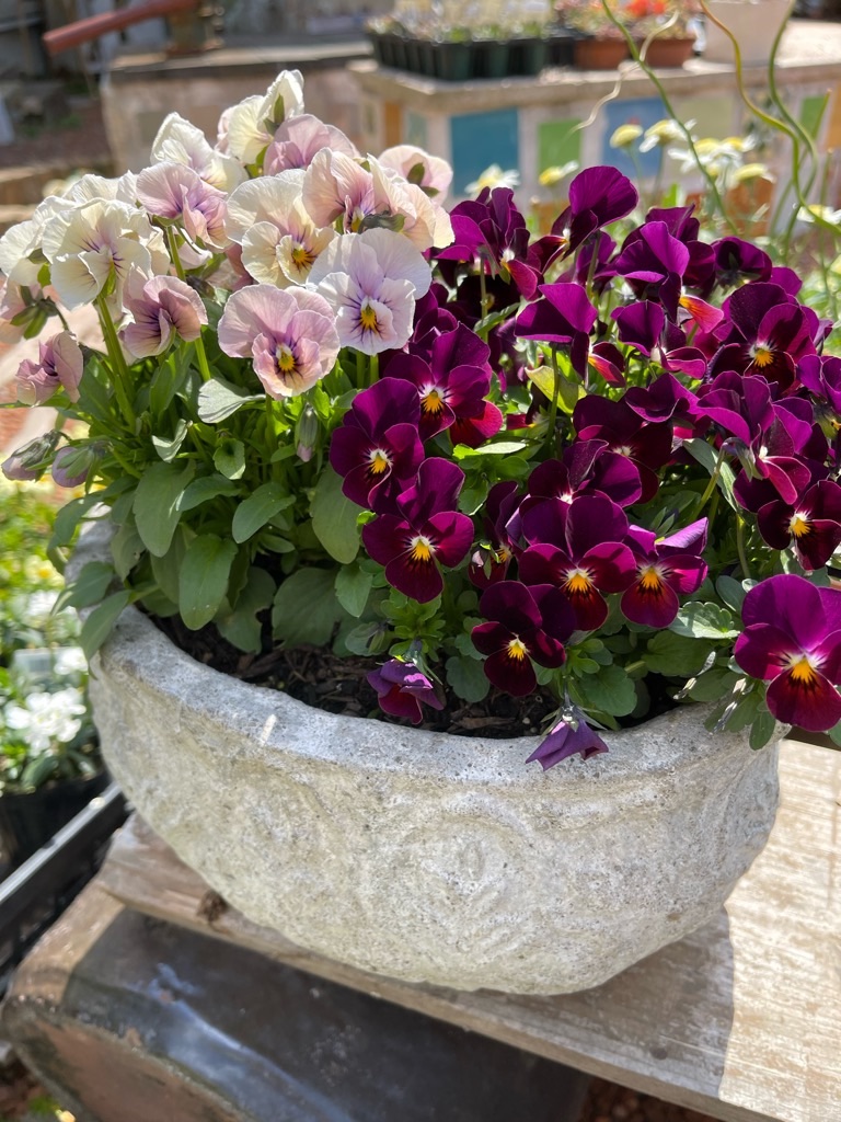 f:id:zappa38:20220404193115j:image f:id:zappa38:20220404193115j:image