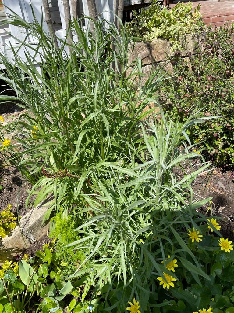 f:id:zappa38:20220404200019j:image f:id:zappa38:20220404200019j:image