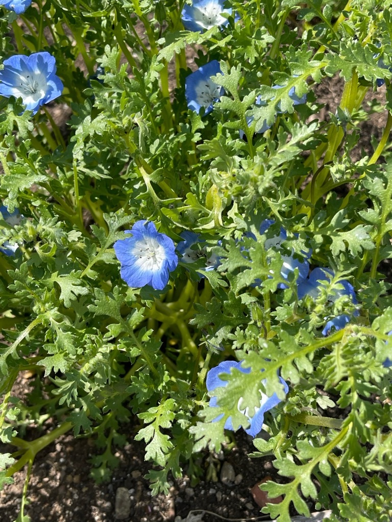 f:id:zappa38:20220404202741j:image f:id:zappa38:20220404202741j:image