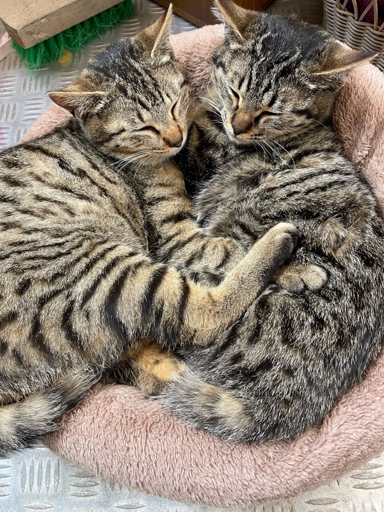 f:id:zappa38:20220404202801j:image f:id:zappa38:20220404202801j:image