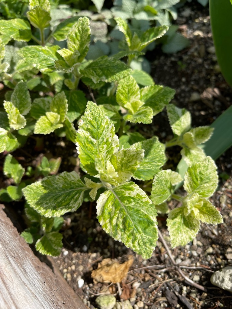 f:id:zappa38:20220404202915j:image f:id:zappa38:20220404202915j:image