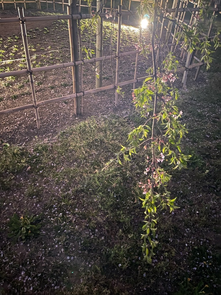 f:id:zappa38:20220413054410j:image