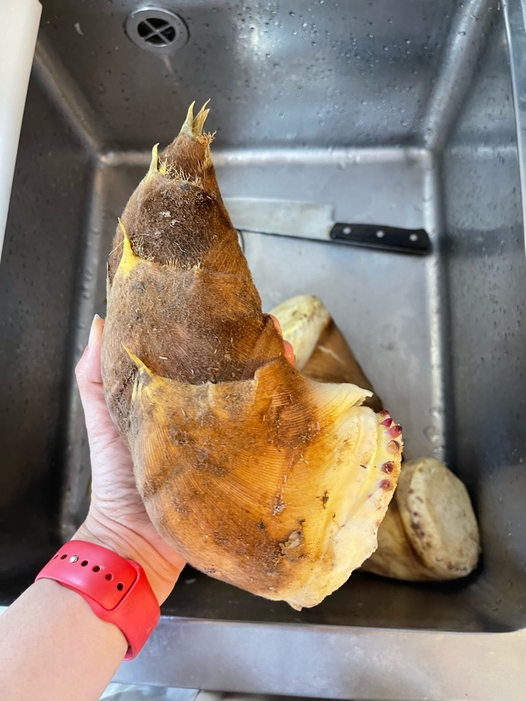 f:id:zappa38:20220413055319j:image