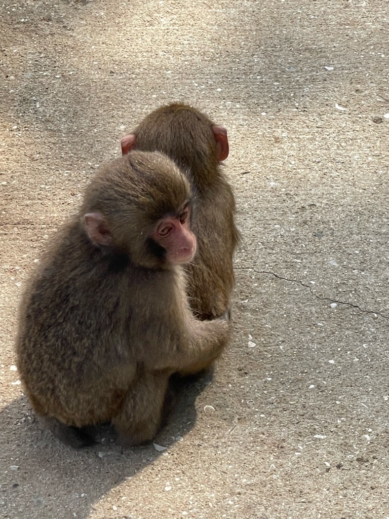 f:id:zappa38:20220413174219j:image f:id:zappa38:20220413174219j:image