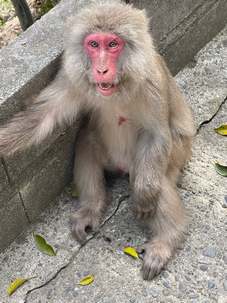 f:id:zappa38:20220413174226j:image f:id:zappa38:20220413174226j:image