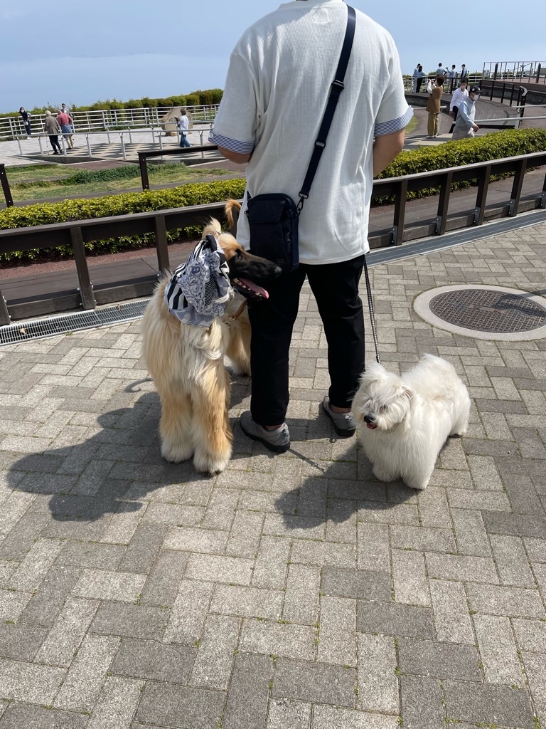 f:id:zappa38:20220413174231j:image f:id:zappa38:20220413174231j:image