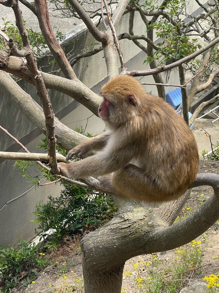 f:id:zappa38:20220413174241j:image f:id:zappa38:20220413174241j:image