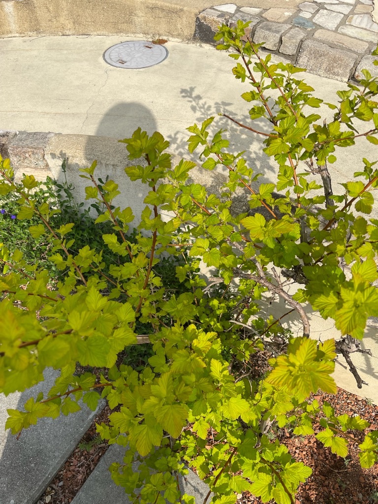 f:id:zappa38:20220413174248j:image f:id:zappa38:20220413174248j:image