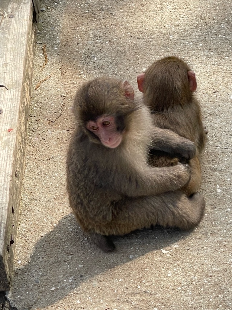 f:id:zappa38:20220413174304j:image f:id:zappa38:20220413174304j:image