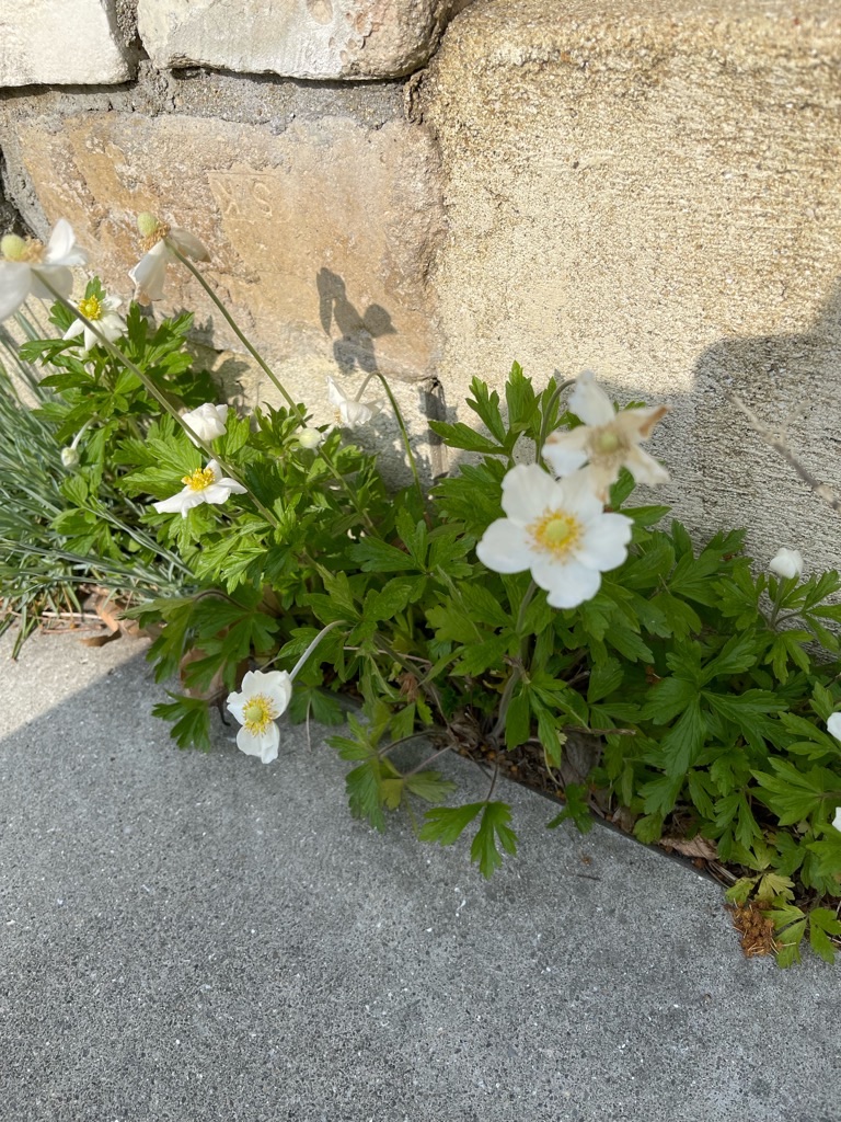 f:id:zappa38:20220413174311j:image f:id:zappa38:20220413174311j:image