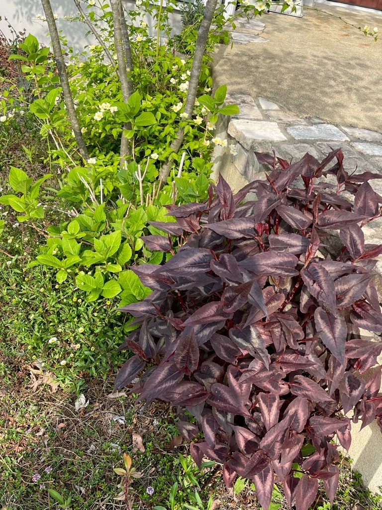 f:id:zappa38:20220413174322j:image f:id:zappa38:20220413174322j:image