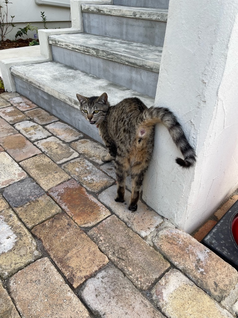 f:id:zappa38:20220422203101j:image f:id:zappa38:20220422203101j:image