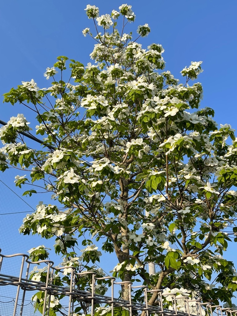 f:id:zappa38:20220422203111j:image f:id:zappa38:20220422203111j:image