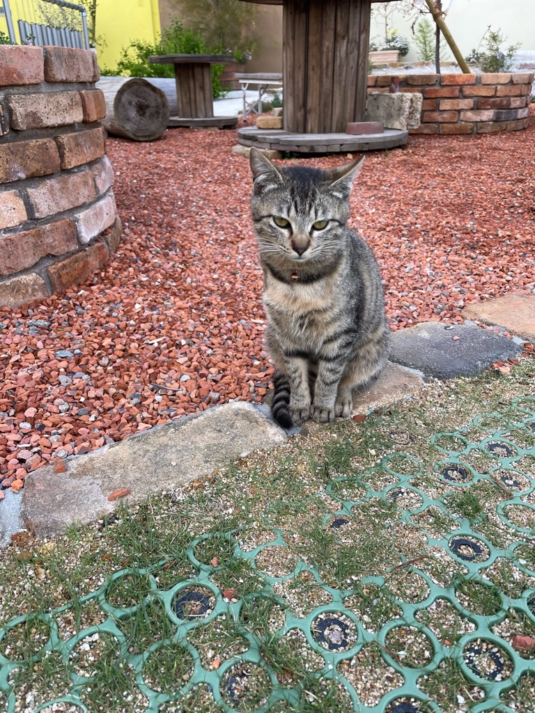 f:id:zappa38:20220422203115j:image f:id:zappa38:20220422203115j:image