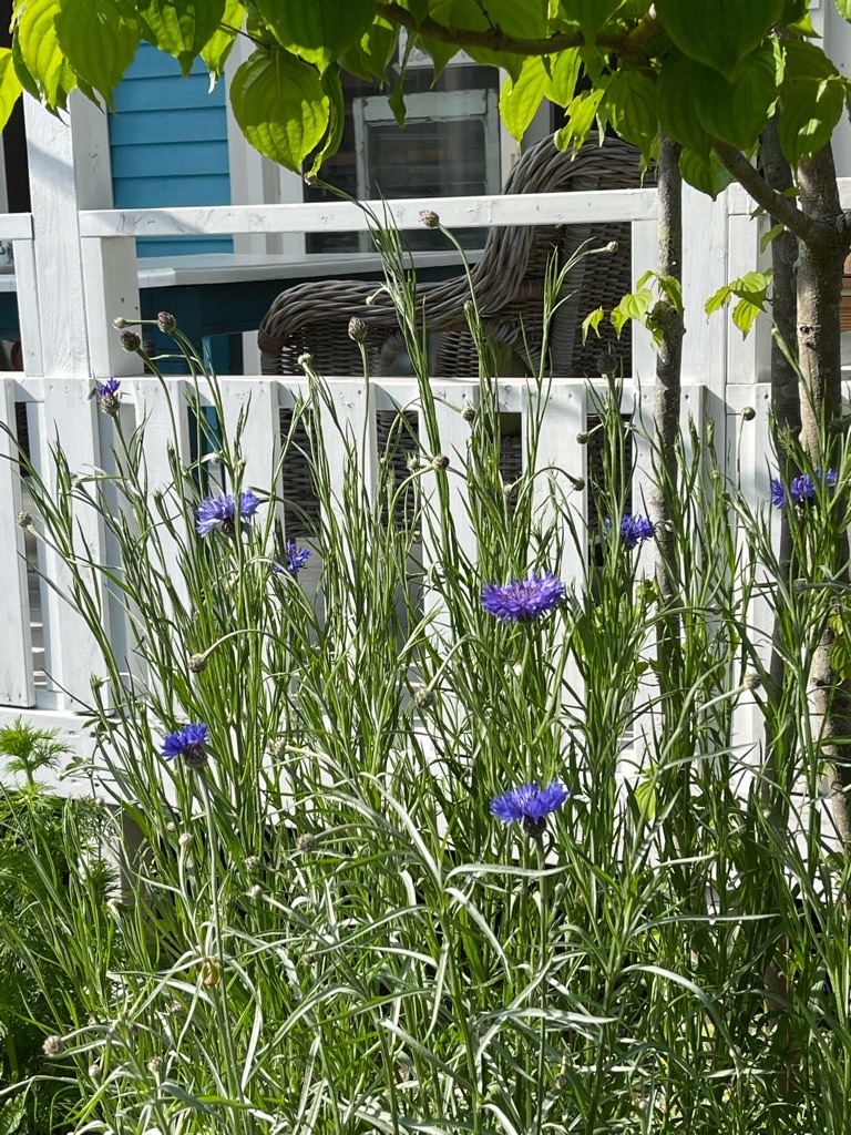 f:id:zappa38:20220422203128j:image f:id:zappa38:20220422203128j:image