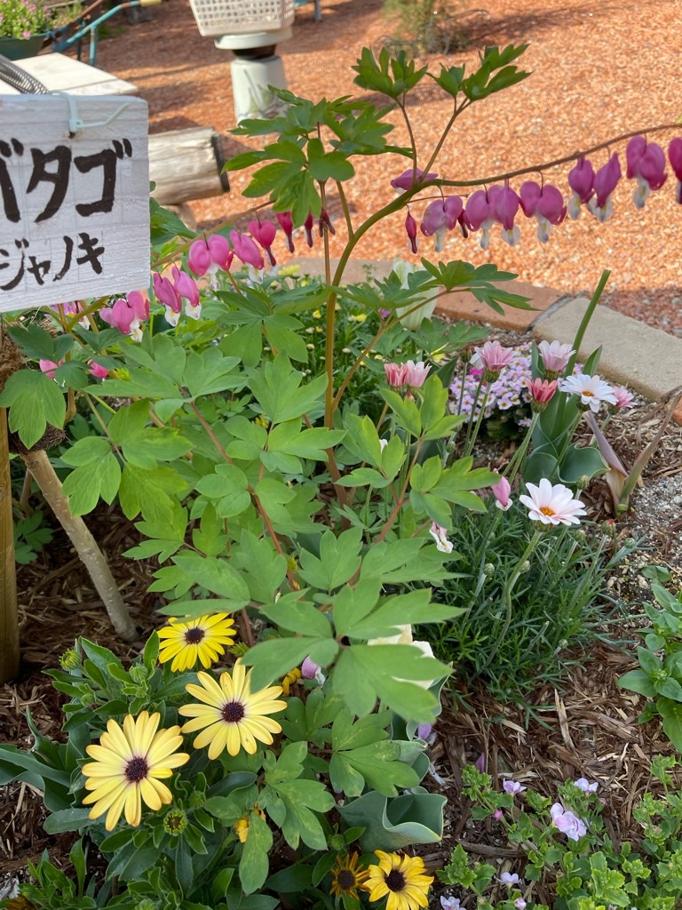 f:id:zappa38:20220422203134j:image f:id:zappa38:20220422203134j:image