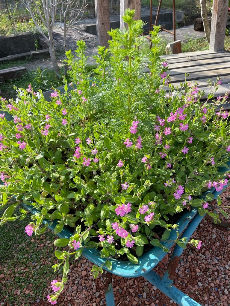 f:id:zappa38:20220422203143j:image f:id:zappa38:20220422203143j:image